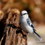 Azuurmees-14_Azure-Tit_Cyanistes-cyanus_E8A5535