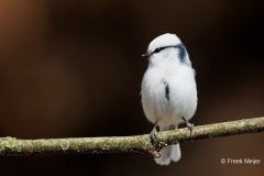 Azuurmees-15_Azure-Tit_Cyanistes-cyanus_E8A5955