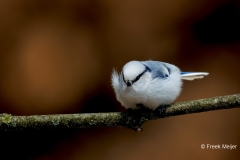 Azuurmees-16_Azure-Tit_Cyanistes-cyanus_E8A6127