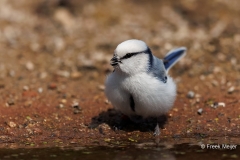 Azuurmees-17_Azure-Tit_Cyanistes-cyanus_E8A6287