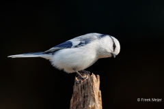 Azuurmees-19_Azure-Tit_Cyanistes-cyanus_E8A6664