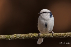 Azuurmees-20_Azure-Tit_Cyanistes-cyanus_E8A6883