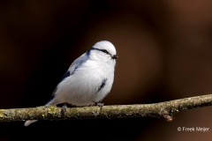 Azuurmees-21_Azure-Tit_Cyanistes-cyanus_E8A6891