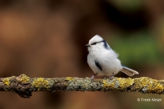 Azuurmees-22_Azure-Tit_Cyanistes-cyanus_D9A9285