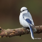 Azuurmees-23_Azure-Tit_Cyanistes-cyanus_E8A7373