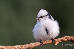 Azuurmees-25_Azure-Tit_Cyanistes-cyanus_E8A8505