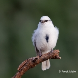 Azuurmees-26_Azure-Tit_Cyanistes-cyanus_E8A8519