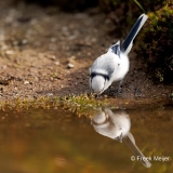 Azuurmees-27_Azure-Tit_Cyanistes-cyanus_E8A8756