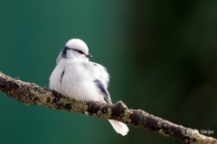 Azuurmees-28_Azure-Tit_Cyanistes-cyanus_E8A9378