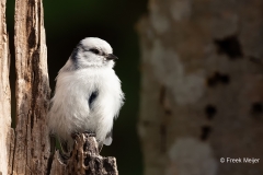 Azuurmees-29_Azure-Tit_Cyanistes-cyanus_1P5A0234