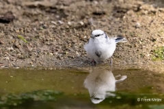 Azuurmees-30_Azure-Tit_Cyanistes-cyanus_1P5A0456