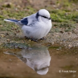 Azuurmees-31_Azure-Tit_Cyanistes-cyanus_P5A2564