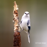 Azuurmees-32_Azure-Tit_Cyanistes-cyanus_P5A3644