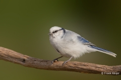 Azuurmees-33_Azure-Tit_Cyanistes-cyanus_P5A4059