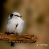 Azuurmees-34_Azure-Tit_Cyanistes-cyanus_P5A8058