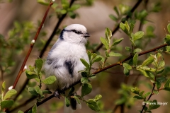 Azuurmees-35_Azure-Tit_Cyanistes-cyanus_P5A1429