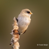 Baardman-27_Bearded-Reedling_Panurus-biarmicus_P5A3476