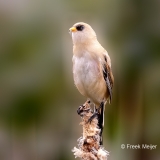 Baardman-28_Bearded-Reedling_Panurus-biarmicus_P5A3718