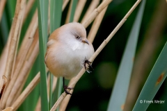 Baardman-29_Bearded-Reedling_Panurus-biarmicus_P5A2974