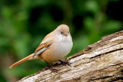 Baardman-30_Bearded-Reedling_Panurus-biarmicus_P5A3013