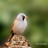 Baardman-31_Bearded-Reedling_Panurus-biarmicus_P5A3038