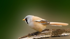 Baardman-32_Bearded-Reedling_Panurus-biarmicus_P5A3043