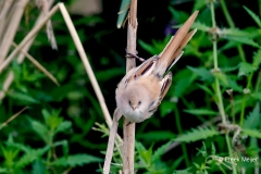 Baardman-33_Bearded-Reedling_Panurus-biarmicus_P5A3597