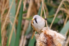 Baardman-34_Bearded-Reedling_Panurus-biarmicus_P5A3652