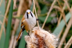 Baardman-35_Bearded-Reedling_Panurus-biarmicus_P5A3658