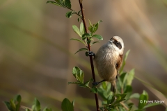 Buidelmees-01_Eurasian-Penduline-Tit_Remiz-pendulinus_11I6287