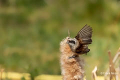 Buidelmees-03_Eurasian-Penduline-Tit_Remiz-pendulinus_11I6650