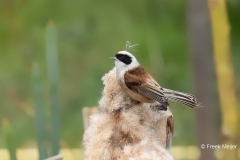 Buidelmees-04_Eurasian-Penduline-Tit_Remiz-pendulinus_11I6674