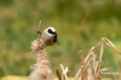 Buidelmees-05_Eurasian-Penduline-Tit_Remiz-pendulinus_11I6719