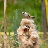 Buidelmees-06_Eurasian-Penduline-Tit_Remiz-pendulinus_11I6680