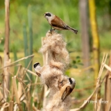 Buidelmees-07_Eurasian-Penduline-Tit_Remiz-pendulinus_11I6731