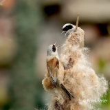 Buidelmees-09_Eurasian-Penduline-Tit_Remiz-pendulinus_11I7640