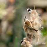 Buidelmees-10_Eurasian-Penduline-Tit_Remiz-pendulinus_11I7655