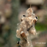 Buidelmees-11_Eurasian-Penduline-Tit_Remiz-pendulinus_11I7660