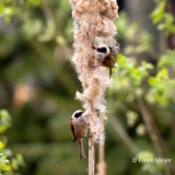 Buidelmees-14_Eurasian-Penduline-Tit_Remiz-pendulinus_9E8A0969