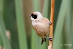 Buidelmees-17_Eurasian-Penduline-Tit_Remiz-pendulinus_E8A9301