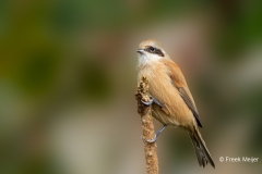 Buidelmees-20_Eurasian-Penduline-Tit_Remiz-pendulinus_P5A4731