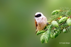 Buidelmees-21_Eurasian-Penduline-Tit_Remiz-pendulinus_P5A2888