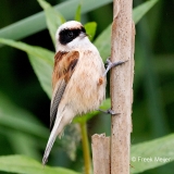 Buidelmees-22_Eurasian-Penduline-Tit_Remiz-pendulinus_P5A3072