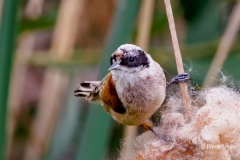 Buidelmees-23_Eurasian-Penduline-Tit_Remiz-pendulinus_P5A3639