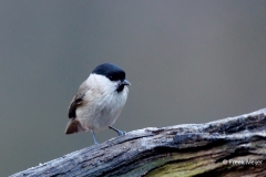 Glanskop-25_Marsh-Tit_Poecile-palustris_D9A5374