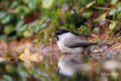 Glanskop-26_Marsh-Tit_Poecile-palustris_AD9A5447