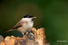 Glanskop-27_Marsh-Tit_Poecile-palustris_D9A5535