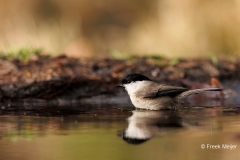 Glanskop-28_Marsh-Tit_Poecile-palustris_E8A2950