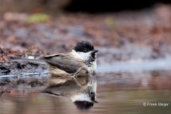 Glanskop-29_Marsh-Tit_Poecile-palustris_E8A3364