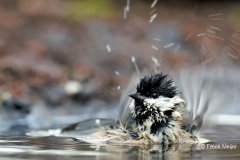 Glanskop-30_Marsh-Tit_Poecile-palustris_E8A3369